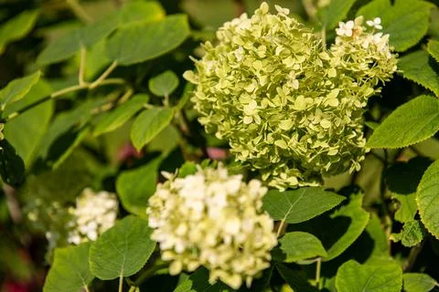 Hydrangea arborescens annabelle or smooth hydrangea shrub with white flowers. Stock-Fotos