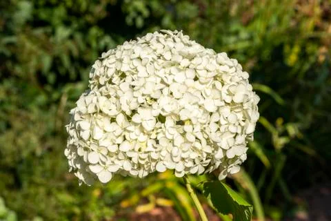 Hydrangea arborescens 'Annabelle' 스톡 사진