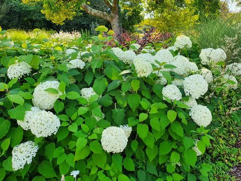 Hydrangea Arborescens 'Annabelle' Stock Photos