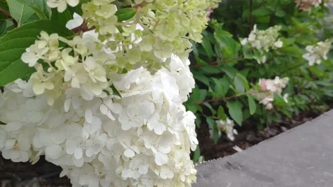 Hydrangea arborescens on a cloudy day Stock Footage 246932134
