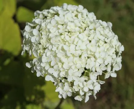 Hydrangea arborescens, commonly known as smooth hydrangea, wild hydrangea, or Stock Photos