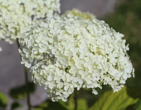 Hydrangea arborescens, commonly known as smooth hydrangea, wild hydrangea, or Stock Photos