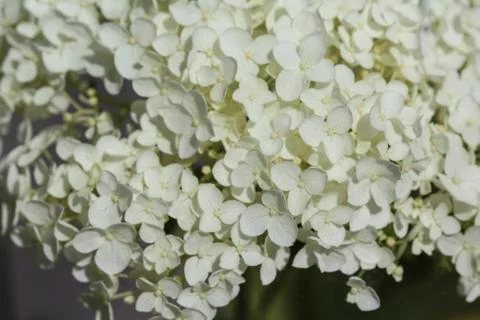 Hydrangea arborescens, commonly known as smooth hydrangea, wild hydrangea, or Stock Photos
