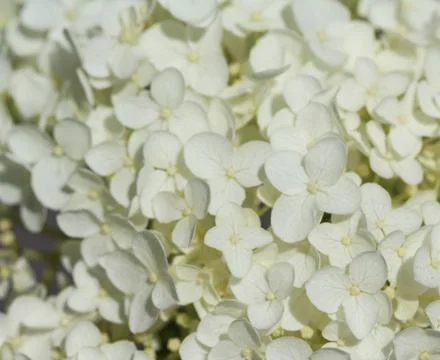 Hydrangea arborescens, commonly known as smooth hydrangea, wild hydrangea, or Stock Photos