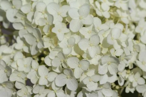 Hydrangea arborescens, commonly known as smooth hydrangea, wild hydrangea, or Stock Photos