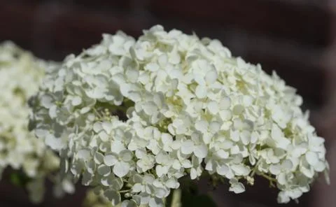 Hydrangea arborescens, commonly known as smooth hydrangea, wild hydrangea, or Foto stock