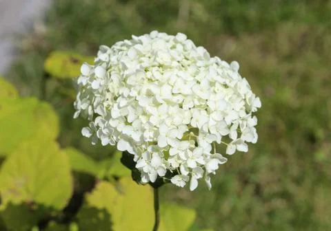 Hydrangea arborescens, commonly known as smooth hydrangea, wild hydrangea, or Stock Photos