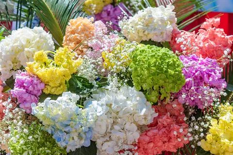 Hydrangea arborescens L.Hydrangeas of different colors Stock Photos