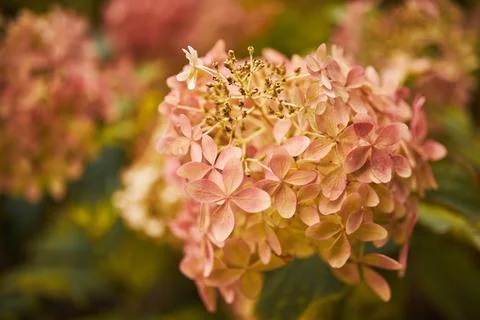 Hydrangea Arborescens or Smooth Hydrangea, flowers in autumn park. Stock Photos