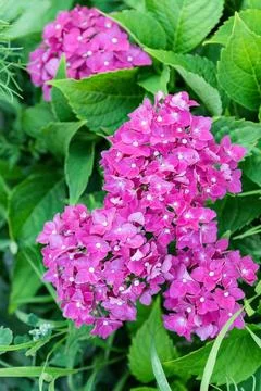 Hydrangea arborescens or wild hydrangea in the garden design Stock Photos