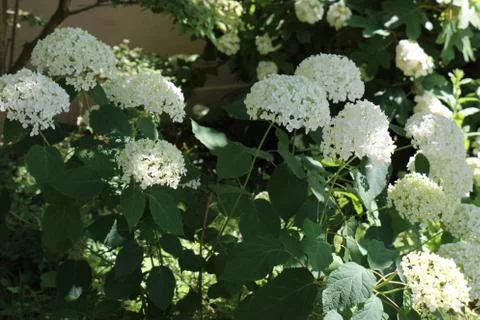 Hydrangea arborescens Foto stock