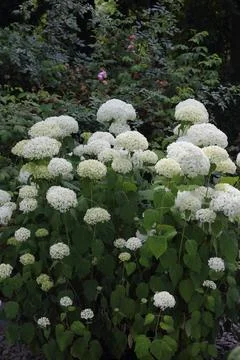 Hydrangea arborescens Stock Photos