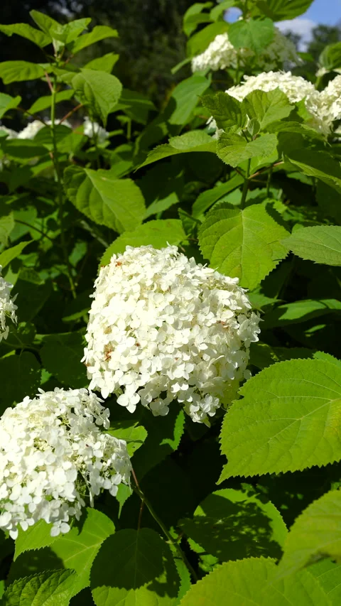 Hydrangea arborescens smooth hydrangea blooming in sunny cottagecore garden Vídeos de archivo 345422440
