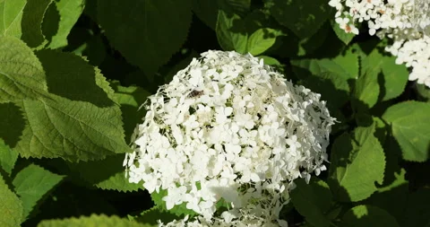 Hydrangea arborescens smooth hydrangea blooming with pollinator honey bee in Vídeos de archivo 345425097