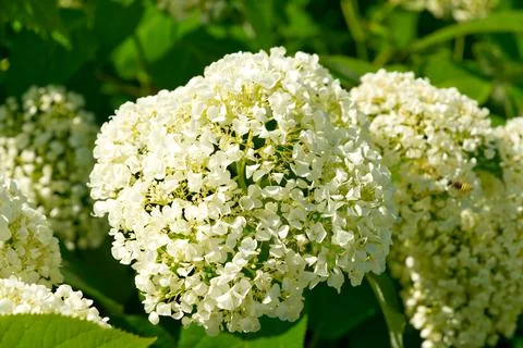 Hydrangea arborescens Smooth Hydrangea flowers. Stock Photos