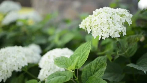Hydrangea arborescens, smooth or wild hydrangea, sevenbark, or in some cases, Stock Footage 158868764