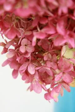 Hydrangea arrangement close up 写真素材