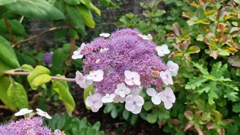 Hydrangea aspera subsp. Sargentiana Stock Footage 314012232