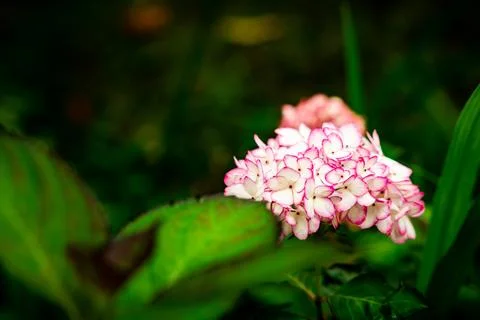 Hydrangea at Azores islands, spring time blossoms. 스톡 사진