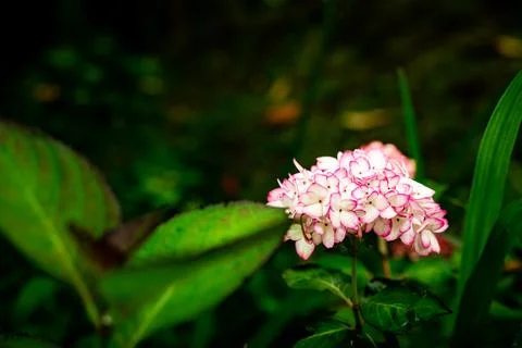 Hydrangea at Azores islands, spring time blossoms. 스톡 사진
