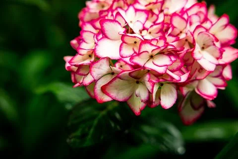 Hydrangea at Azores islands, spring time blossoms. Stock Photos
