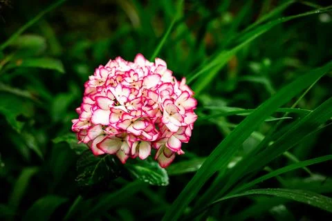 Hydrangea at Azores islands, spring time blossoms. Foto stock