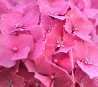 Hydrangea background Foto stock