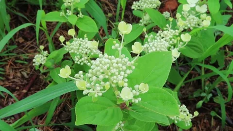 Hydrangea banch with white flowers and buds. Stock-Footage 229255037