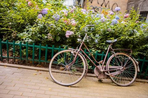 Hydrangea beautiful flowers. Hydrangea macrophylla - Beautiful bush of hydrangea Stock Photos