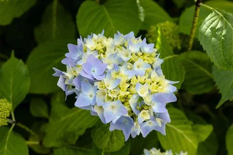 Hydrangea beginning to bloom Stock Photos