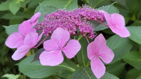 Hydrangea bigleaf pink blooms Stock-Footage 340155587