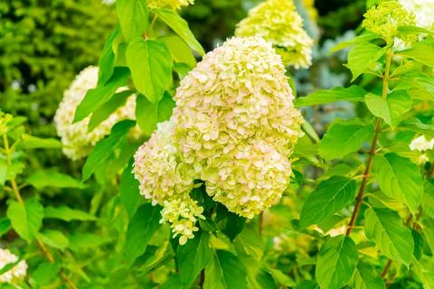Hydrangea in bloom in autumn. Stock Photos