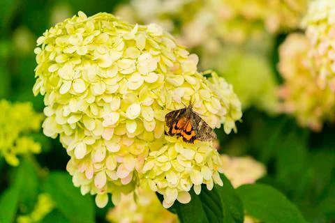 Hydrangea in bloom in autumn. Photos
