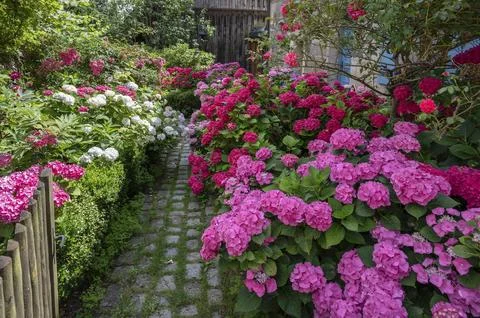 Hydrangea in bloom in the front garden of an old farmhouse, Oedenberg, Middle Stock Photos