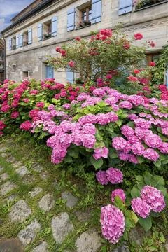 Hydrangea in bloom in the front garden of an old Franconian farmhouse, Stock Photos
