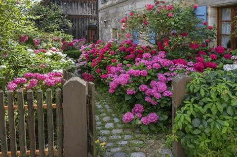 Hydrangea in bloom in the front garden of an old Franconian farmhouse, Stock Photos