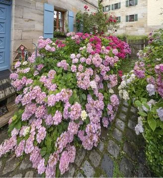 Hydrangea in bloom in the front garden of an old Franconian farmhouse, Stock Photos