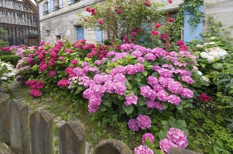 Hydrangea in bloom in the front garden of an old Franconian farmhouse, Stock Photos