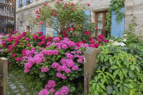 Hydrangea in bloom in the front garden of an old Franconian farmhouse, Stock Photos