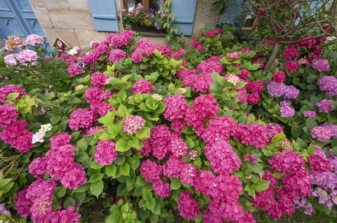 Hydrangea in bloom in the front garden of an old Franconian farmhouse, Stock Photos