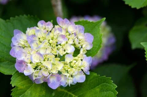 Hydrangea in bloom Stock Photos