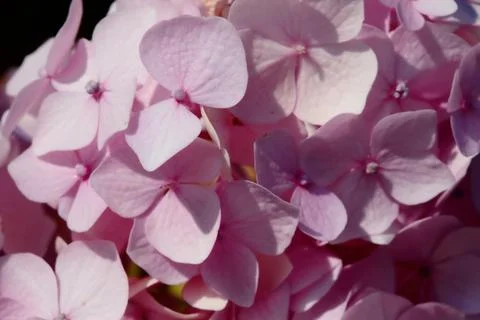 Hydrangea in bloom seen up close Stock Photos