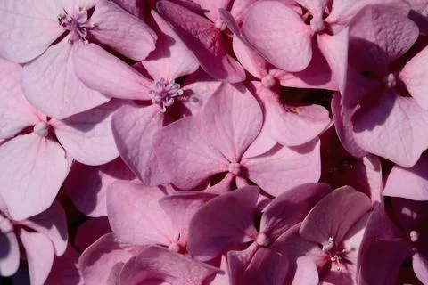 Hydrangea in bloom seen up close Stock Photos
