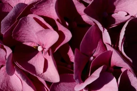 Hydrangea in bloom seen up close Stock Photos