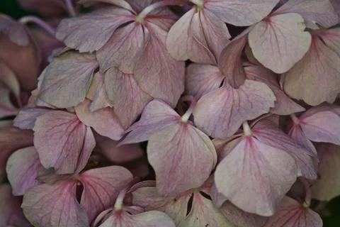 Hydrangea in bloom seen up close Foto stock