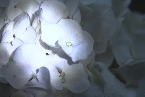 Hydrangea in bloom seen up  close Stock Photos