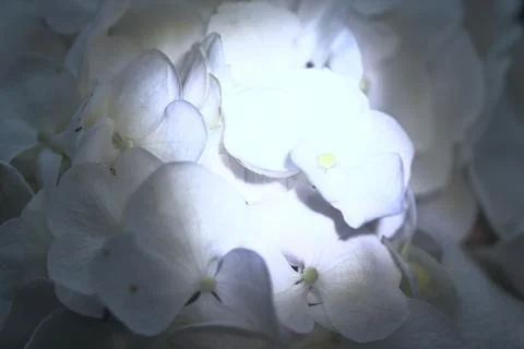Hydrangea in bloom seen up  close Stockfoto's