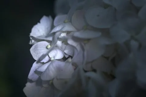 Hydrangea in bloom seen up  close Stock Photos