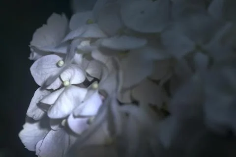 Hydrangea in bloom seen up  close Foto stock