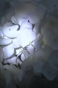 Hydrangea in bloom seen up  close Stock Photos